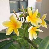 Live Yellow Plumeria Plant, 1 Gallon Pot, 1-2 Ft Tall Frangipani Tree.