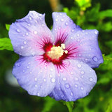 Live Purple Rose Of Sharon Shrub, 6-13 Inch Tall, Summer Garden Blooms