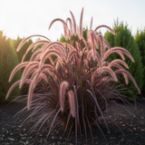 4 Red Purple Fountain Grass, Live Perennial Plants, 5-9 Inches In Height