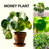 Live Pilea Money Plant, 5-7 Inch Indoor Houseplant, Easy-Care Perennial