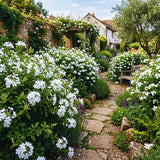 3 White Plumbago Live Plants, 4-6 Inch Tropical Perennial Flower Shrubs