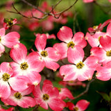 Pink Dogwood Flowering Tree, Live Outdoor Plant, 6-12 Inch, 2.5 Inch Pot