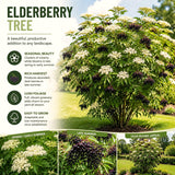 Live Black Elderberry Shrub In Quart Pot, Sweet Fruit-Bearing Garden Plant