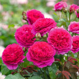 Live Climbing Rose Plant, 5-9 Inch Tall, Fragrant Flower, Bare Root Bush