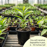 Live Sapodilla Fruit Tree, 6-10 Inches Tall, Well Rooted, Half Gallon Pot