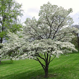 Live White Flowering Dogwood Tree, 6-12 Inches Tall In A Quart Pot, Outdoor