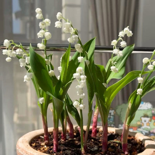 10 Hardy Perennial Lily Of The Valley Rhizomes, Bulbs For Shady Gardens