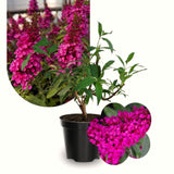 Live Raspberry Buddleia Butterfly Bush 5-9 In Tall, Spring Planting, No Pot