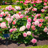 2 Mixed Rose Bush Live Plants, Well-Rooted Starter Plants, 5-9 Inches Tall