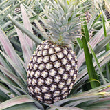 2 Live Pineapple Plants, 5-8 Inch Tall Fruit Plants For Outdoor Gardens