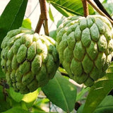 Live Sugar Apple Fruit Tree, Annona Squamosa, 2-3 Ft Tall In Gallon Pot