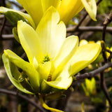 Live Yellow Magnolia Tree, 6-12 Inch Plant For Garden Or Large Container