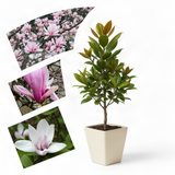 2 Jane Live Flowering Trees, 6-12 Inches Tall, In 2.5-Inch Garden Pots