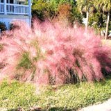 2 Mixed Live Muhly Grass Plants, 5-9 Inch Tall, Perennial Garden Ornamental