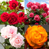 2 Climbing Rose Plants, Yellow, Pink, Red Or White, Blooming And Rooted