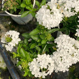 3 White Plumbago Starter Plants, Live 4-7 Inch Flowering Shrubs For Pots