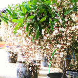 2 Live Wallichii Smithianum Clerodendrum Vine Plants, 5-10 Inches Tall