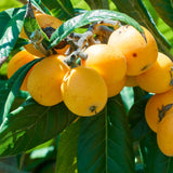 Live Golden Loquat Fruit Tree, 2-3 Ft Tall Plant In 1 Gallon Pot For Patio