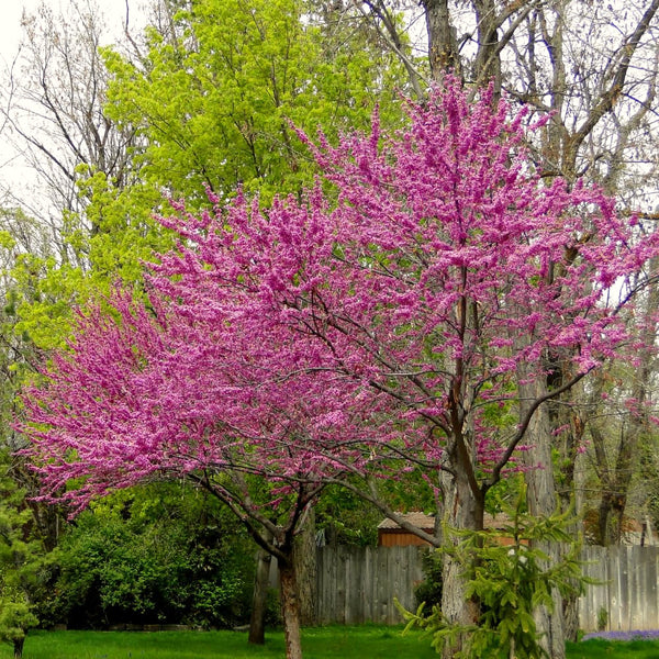 Live Eastern Redbud Tree, 6-12 Inch Tall Potted Ornamental Flowering Plant