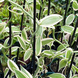 Live Variegated Vanilla Vine, 3-7 Inch Tall Outdoor Garden Flowering Plant