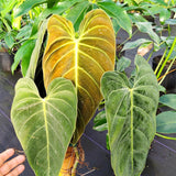 Trailing Black Gold Philodendron Live Houseplant, 5-8 Inch Tall, No Pot