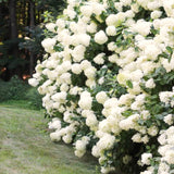 White Hydrangea Live Plant, 5-11 Inch Starter Flower Shrub For Gardens