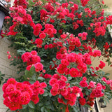 Live Climbing Rose Plant, Deep Red Pink, Reblooming Bush, 5-9 Inches Tall