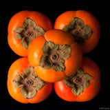 Live Persimmon Tree, 6-15 Inch Potted Seedling With Sweet Orange Fruit