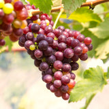 2 Live Red Muscadine Grape Vines, 5-8 Inch Plants For Outdoor Planting