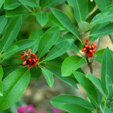 Sweetbay Magnolia Ornamental Tree, Live Plant, 6-12 In Tall, 2.5 In Pot
