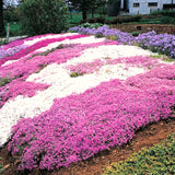 3 Live Creeping Phlox Plants, Mixed Flowers, 4-7 Inch Landscaping Starts