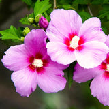 Live Pink Rose Of Sharon Shrub, 6-13 Inch Tall Potted Althea Flower Plant