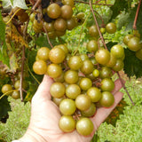 3 Live Bronze Muscadine Grape Vines, 4-6 Inch Plants For Outdoor Gardens