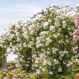Live White Climbing Rose Plant, Starter Size 5-9 Inches, Ready To Plant