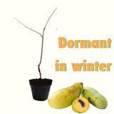 Asimina Triloba Pawpaw Live Fruit Tree, 6-12 Inch, Quart Pot, Cold Hardy