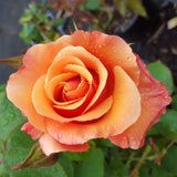 Live Coral Rose Bush, Fragrant Heirloom Starter For Planting, 5-10 Inch