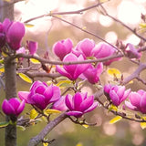 Potted Live Jane Magnolia Tree, 6-14 Inch Tall, Early Spring Flower Blooms