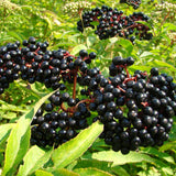 Live Black Elderberry Bush, Edible Berry Plant For Outdoors, 5-8 Inches