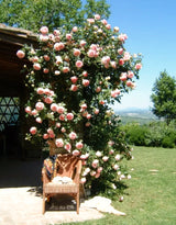 Live Pink Salmon Rose Plant, Fragrant Flowers, Bare Root, 5-9 Inches Tall