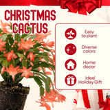 Salmon Christmas Cactus Live Plant, 4-7 Inches, Indoor Home Decor Display