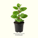 Live Malabar Spinach Vine, 4-8 Inches Tall, Starter Plant In 4-Inch Pot