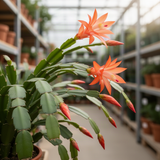 Live Orange Easter Cactus, 4-6 Inch Spring Flower For Indoor Home Decor
