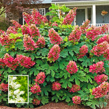 Live Ruby Slipper Hydrangea, 5-11 Inch Starter Shrub With Seasonal Blooms