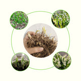 10 Hardy Perennial Lily Of The Valley Rhizomes, Bulbs For Shady Gardens