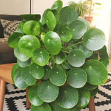 6 Money Live Plants, 3-5 Inch Tall, Suitable For Patio Container Growing