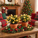 2 Yellow Christmas Cactus Live Plants, 4-8 Inch Holiday Houseplant Decor