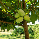Quart Pot Pawpaw Live Fruit Tree, 6-12 Inches Tall, For Outdoor Gardens