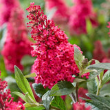 2 Raspberry Buddleia Shrubs, 4-7'' Tall Perennial Butterfly Bush Plants