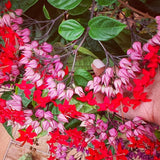 2 Live Clerodendrum Vines, Red Bleeding Heart Plants, 4-6 Inches Tall!