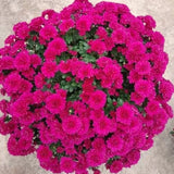 2 Purple Chrysanthemum Live Plants, Late Fall Flowering, 5 To 7 Inches Tall